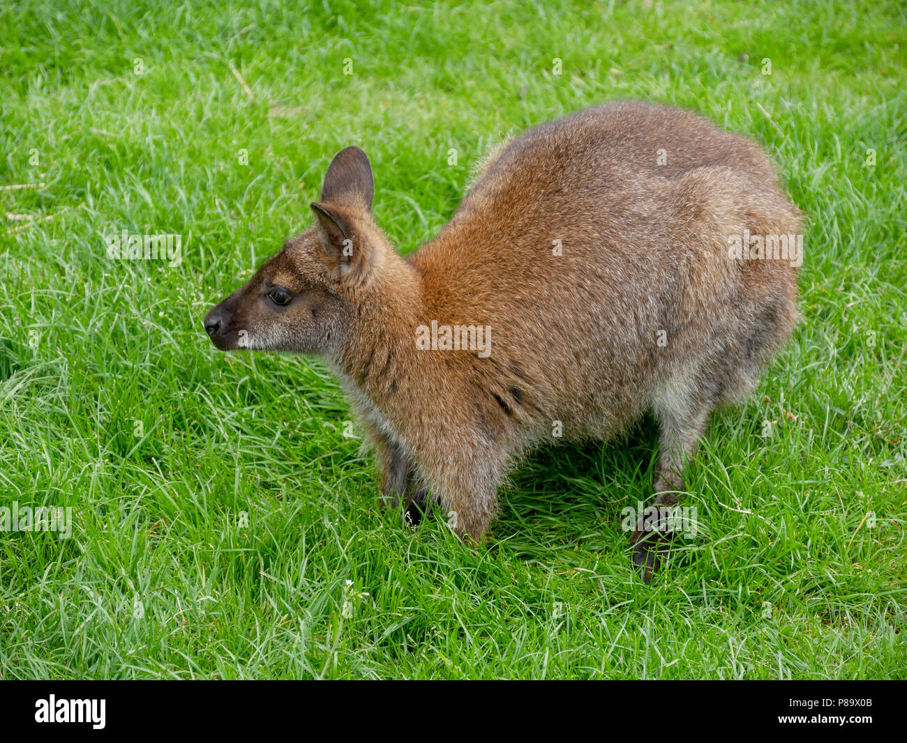 Yorkshire Wildlife Park in the UK on a summers day. Family attraction, zoo and wildlife park. Featuring animals that are in captivity but looked after. Stock Photo