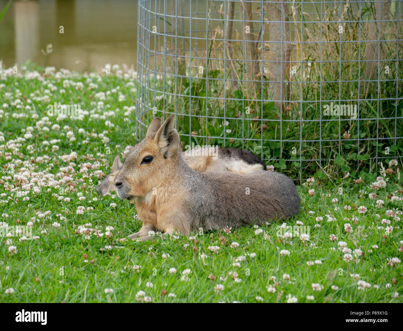Yorkshire Wildlife Park in the UK on a summers day. Family attraction