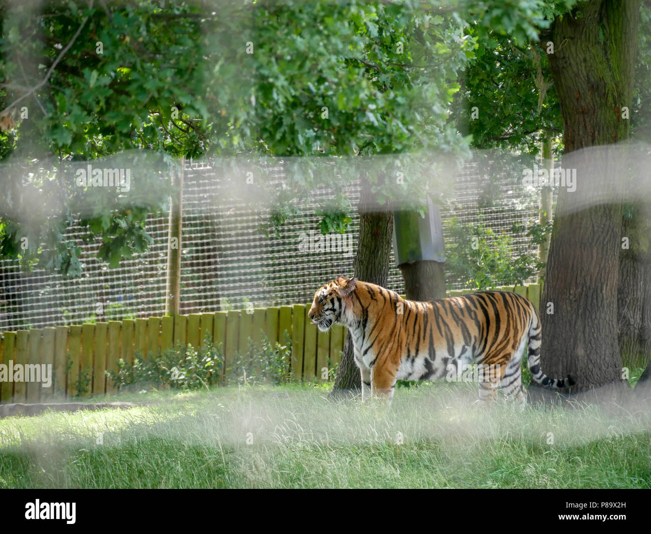 Yorkshire Wildlife Park in the UK on a summers day. Family attraction, zoo and wildlife park. Featuring animals that are in captivity but looked after. Stock Photo