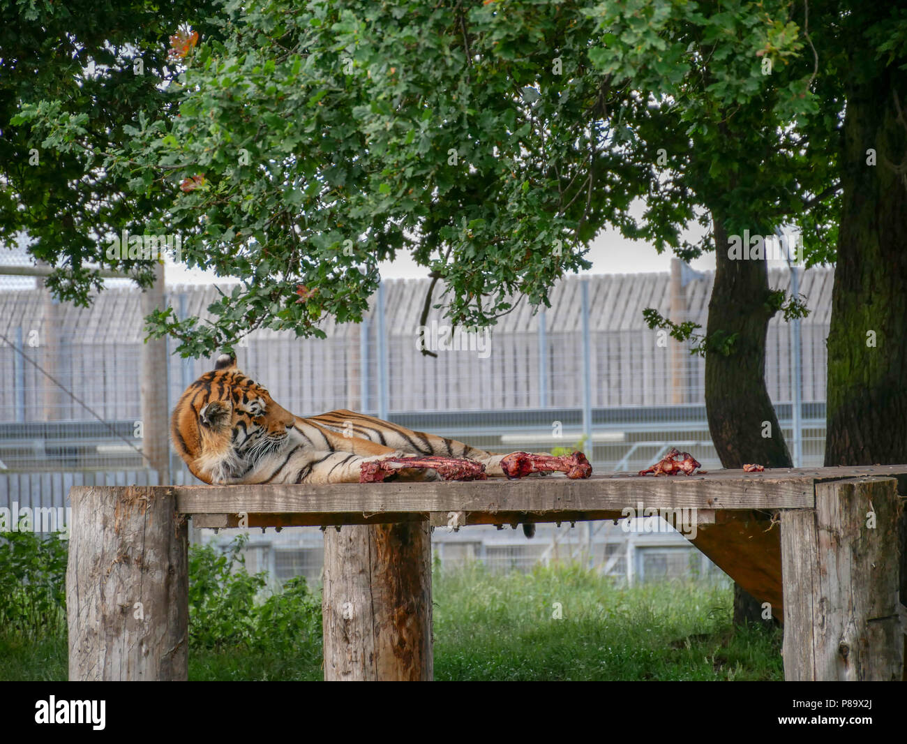 Yorkshire Wildlife Park in the UK on a summers day. Family attraction, zoo and wildlife park. Featuring animals that are in captivity but looked after. Stock Photo