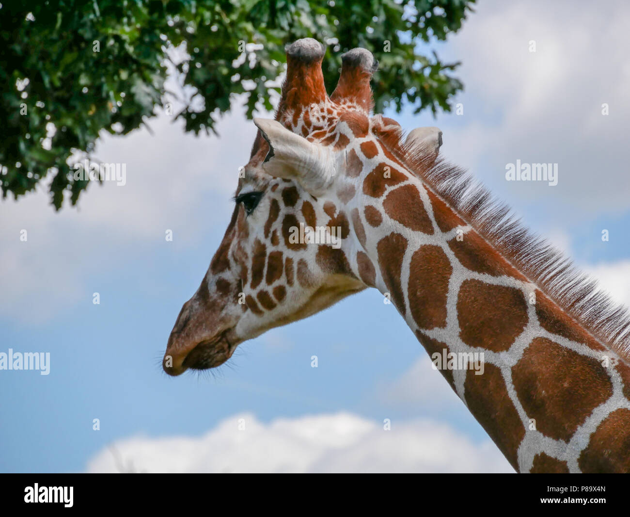 Yorkshire wildlife park giraffe hi-res stock photography and images - Alamy
