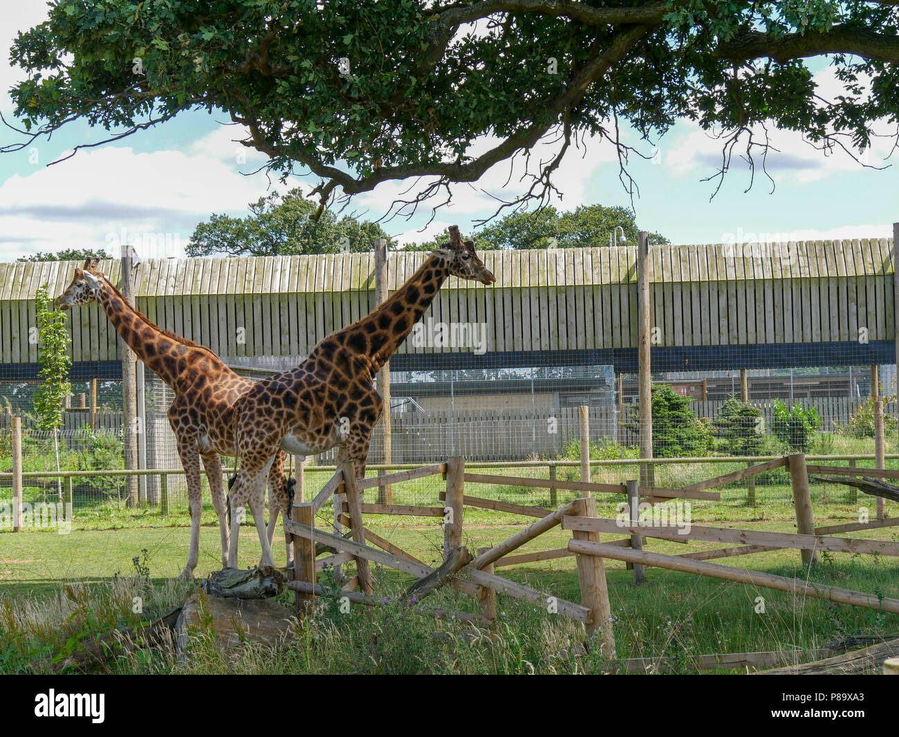 Yorkshire Wildlife Park in the UK on a summers day. Family attraction, zoo and wildlife park