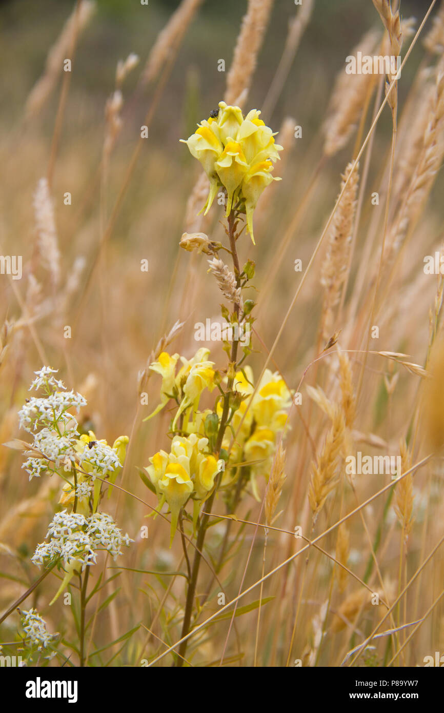 Yellow flowers of Common toadflax, also known as Yellow toadflax, and little white flowers of Hedge bedstraw in an arid field Stock Photo