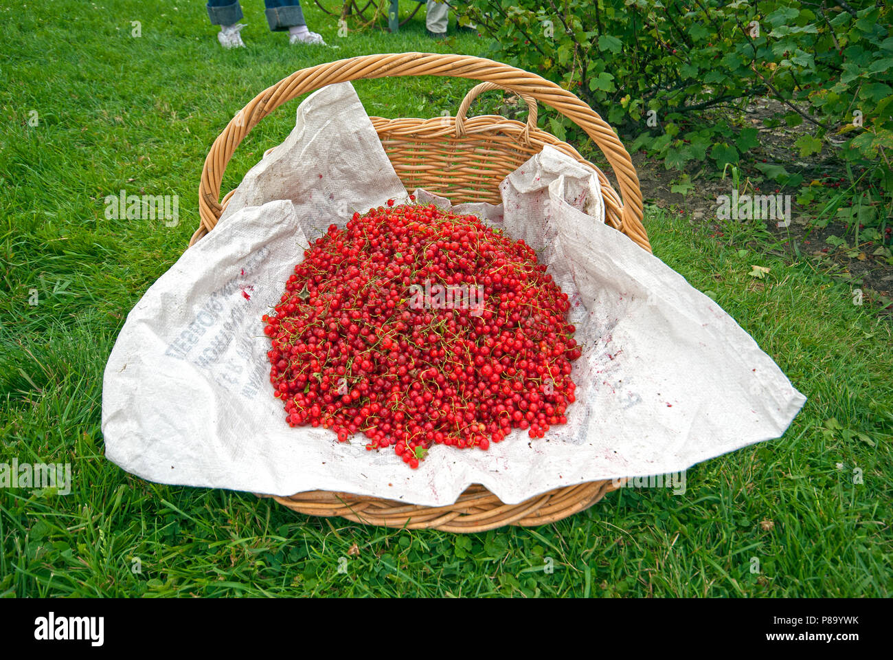 Harvest of red currant at Hancock Shaker Village, Pittsfield, Berkshire County, Massachusetts, USA Stock Photo