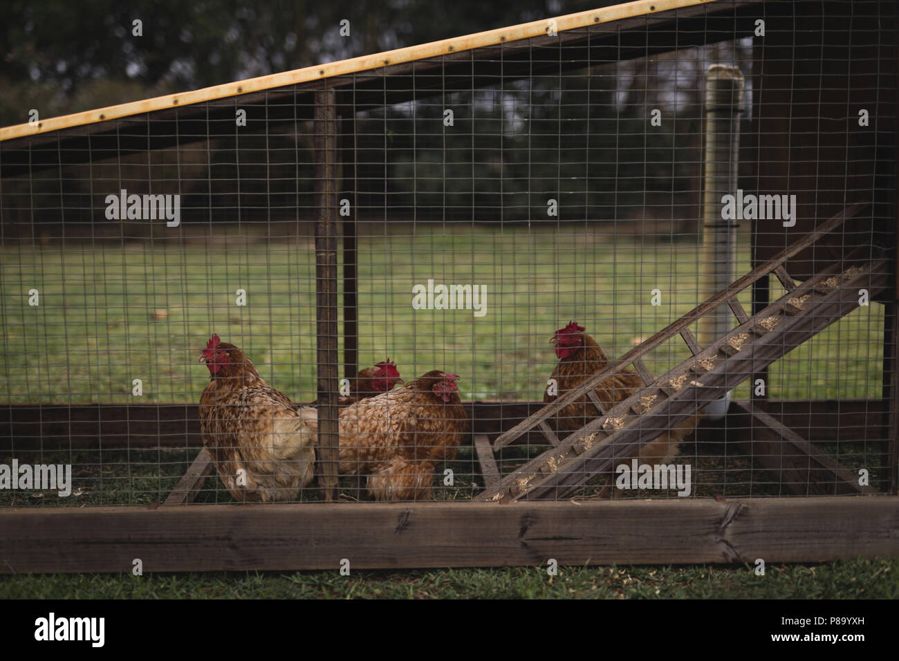 Pen hen hires stock photography and images Alamy