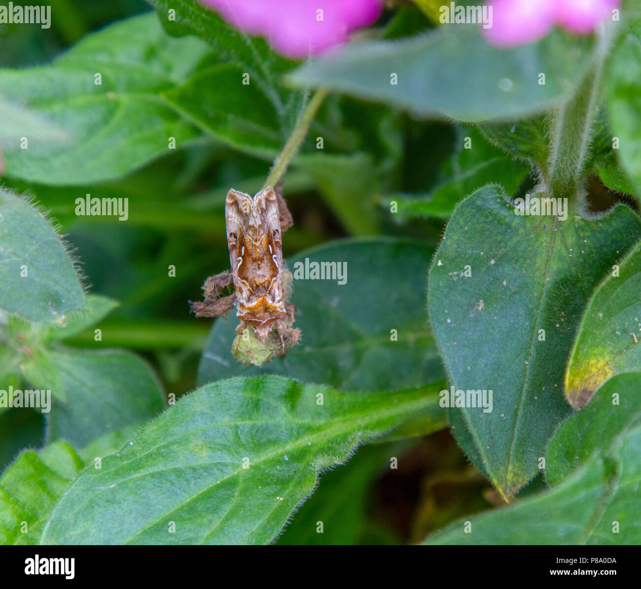 Beautiful Golden Y moth on leaf Stock Photo