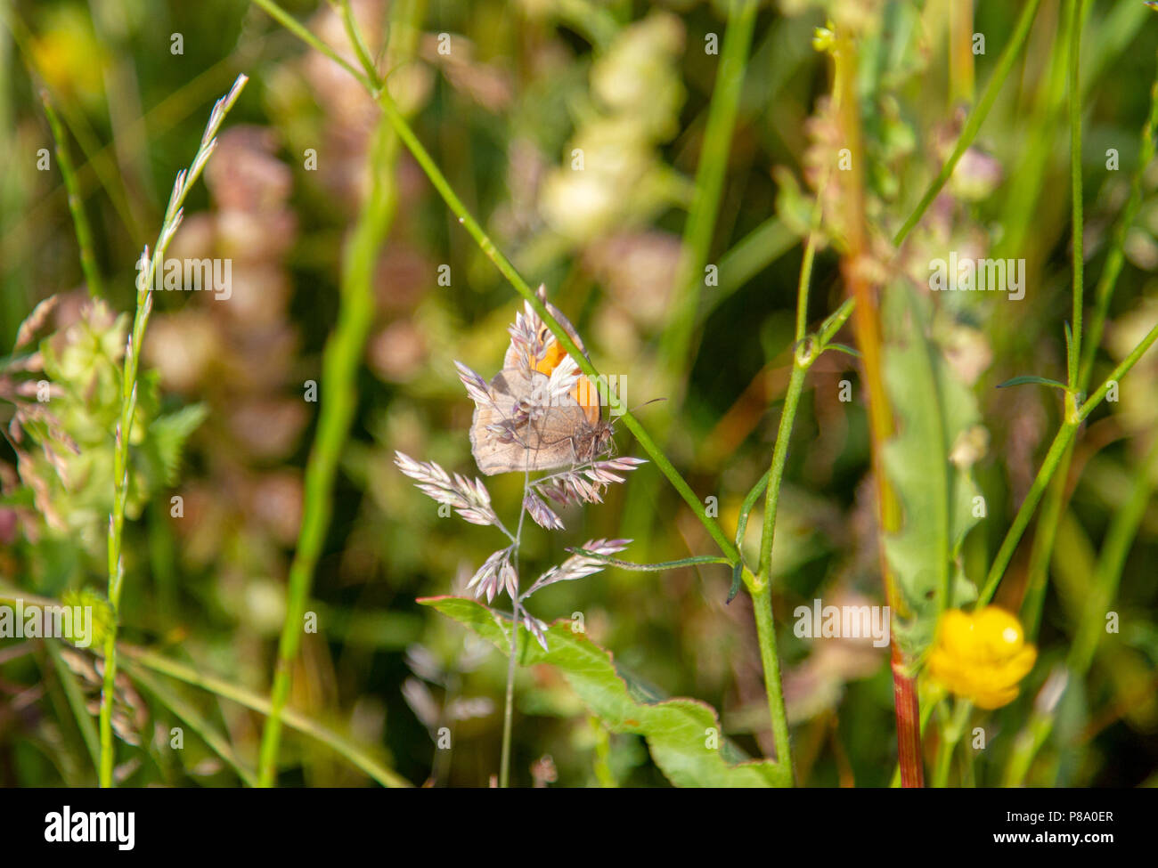 Small heath butterfly on grass stalk Stock Photo