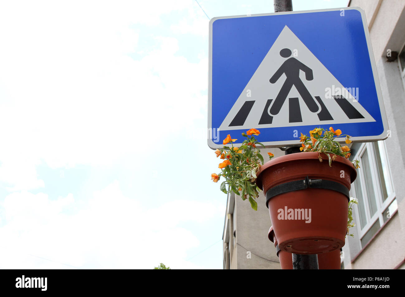 Pedestrian crossing. Square blue and white road sign. Traffic sign