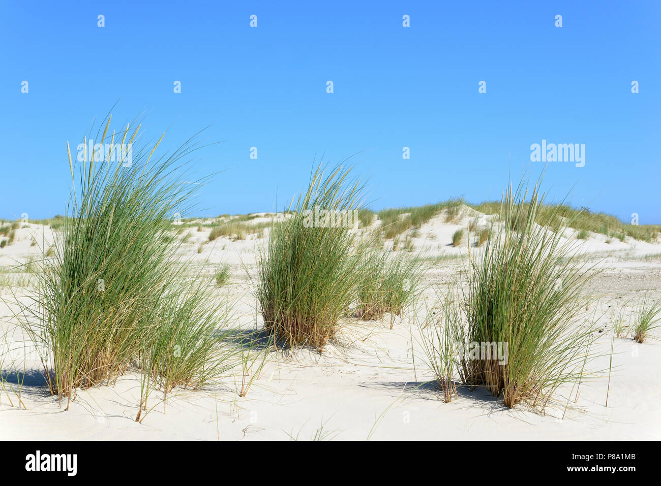 Marram Grass (Ammophila arenaria), single tufts in the dunes, Norderney, East Frisian Islands, North Sea, Lower Saxony, Germany Stock Photo