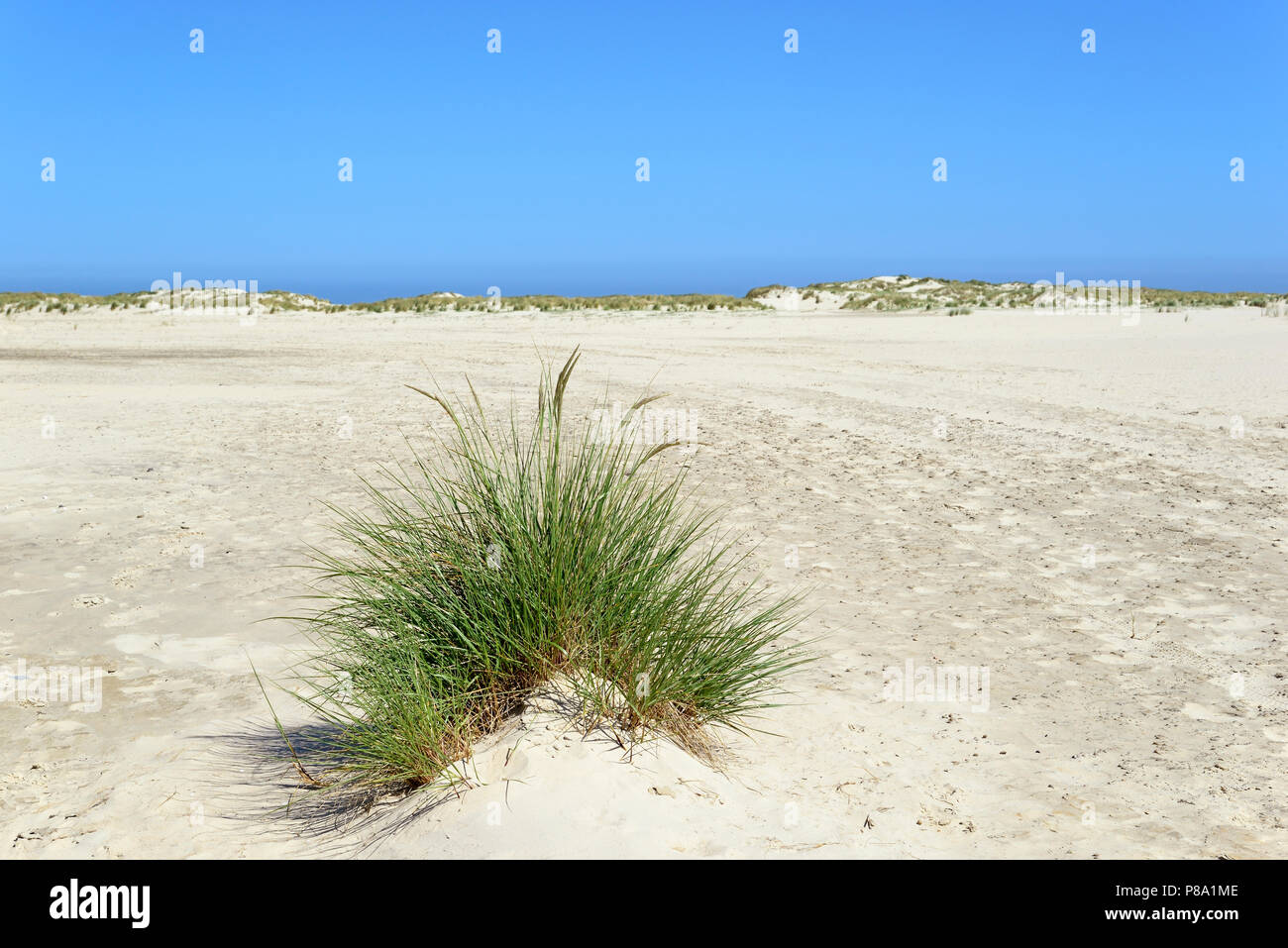 Marram Grass (Ammophila arenaria), single tufts in the dunes, Norderney, East Frisian Islands, Lower Saxony, Germany Stock Photo