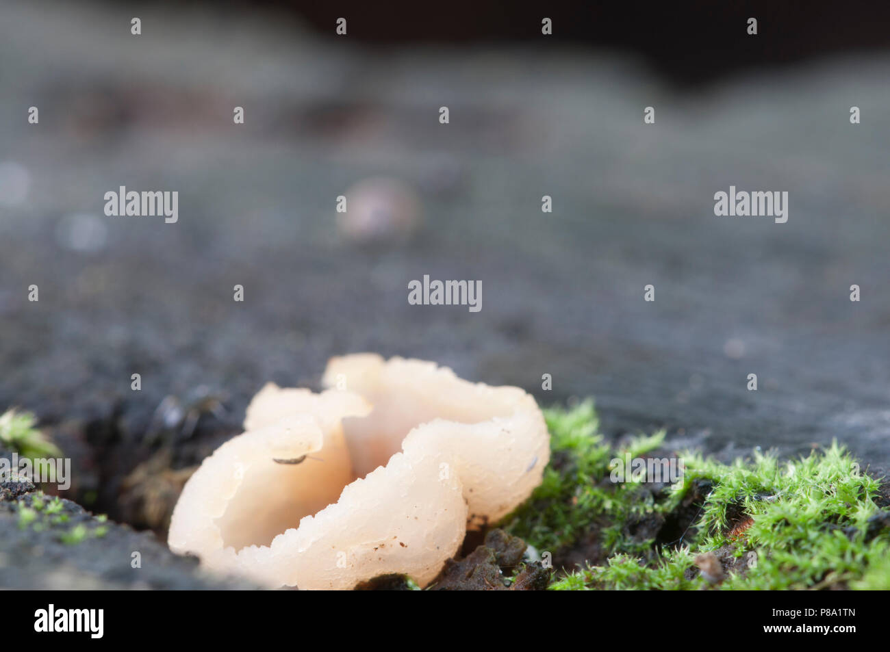 Peziza varia ascomycete fungus, close up shot, local focus Stock Photo