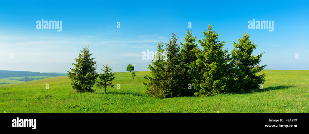 Group of small spruce trees in a meadow, Ore Mountains, near Moldava, Czech Republic Stock Photo
