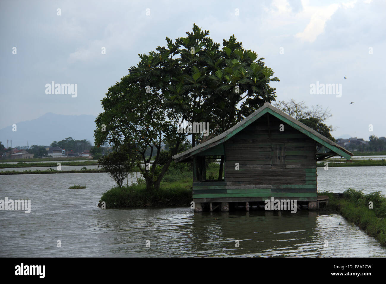 The tree on rice field in Bandung, Indonesia, Asia. Stock Photo