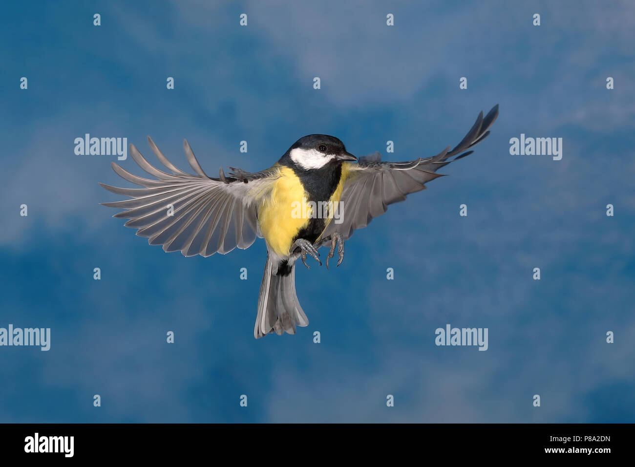 Great tit (Parus major) in flight in front of the sky, North Rhine-Westphalia, Germany Stock Photo