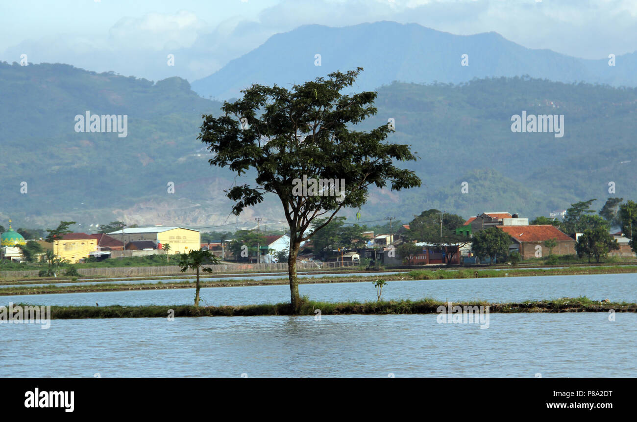 The tree on rice field in Bandung, Indonesia, Asia. Stock Photo