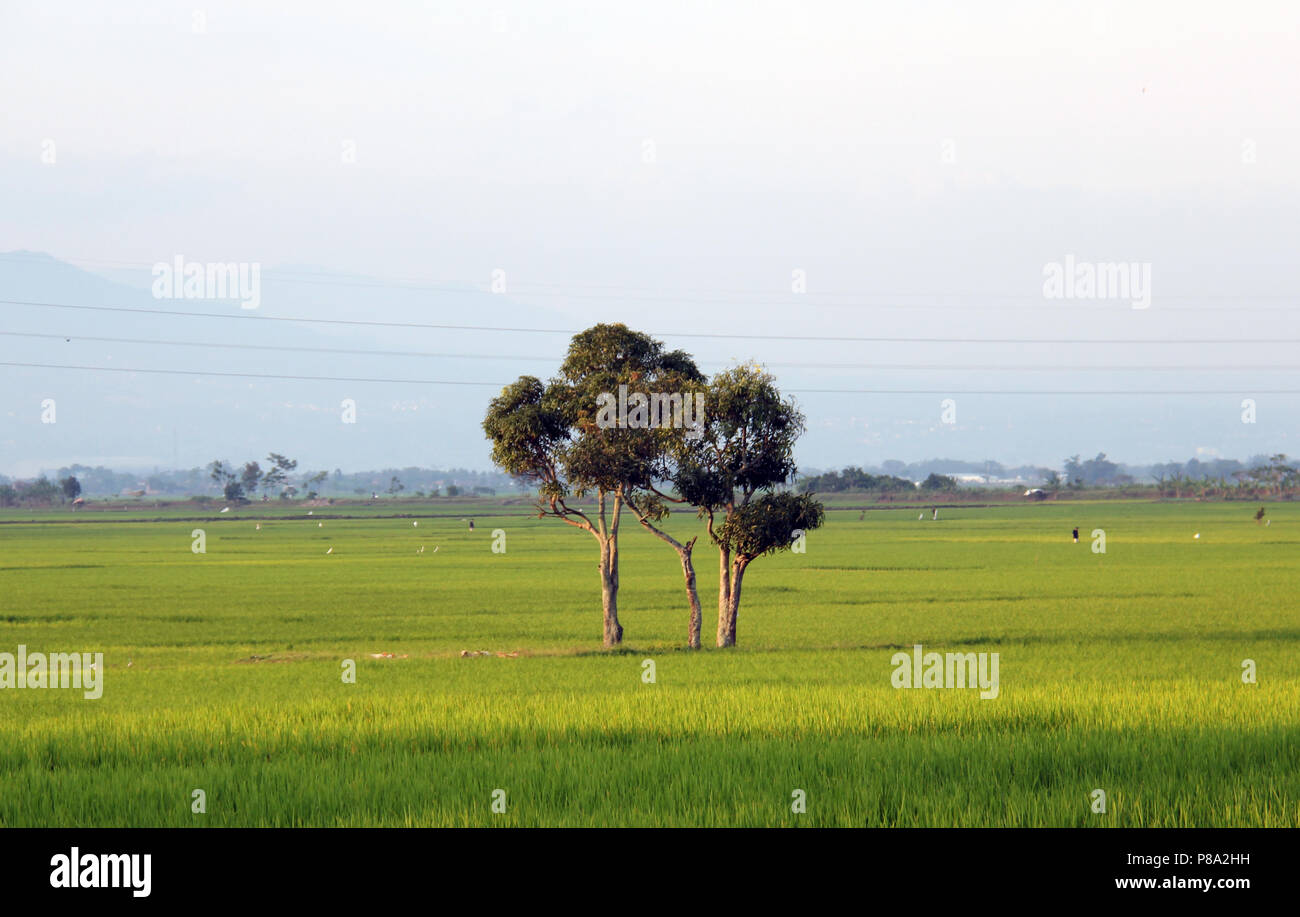 The tree on rice field in Bandung, Indonesia, Asia. Stock Photo