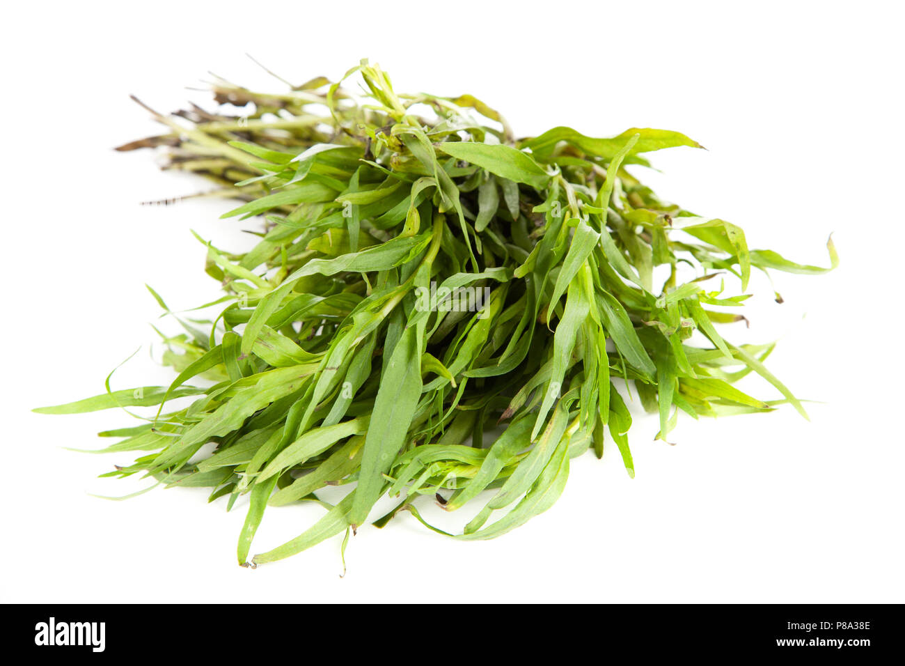 Tarragon In Urdu
