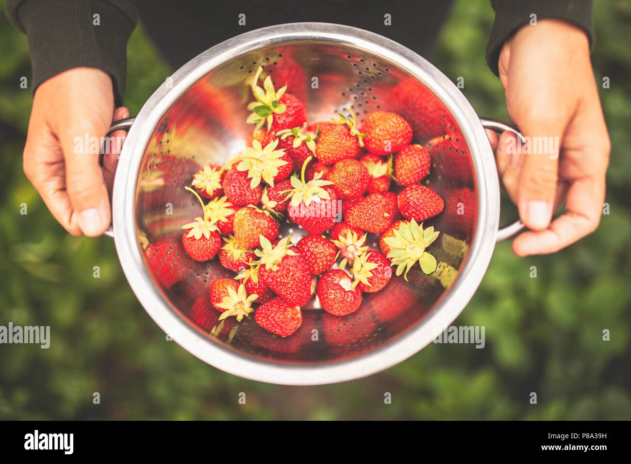 Female hands holding freshly picked strawberries Stock Photo - Alamy