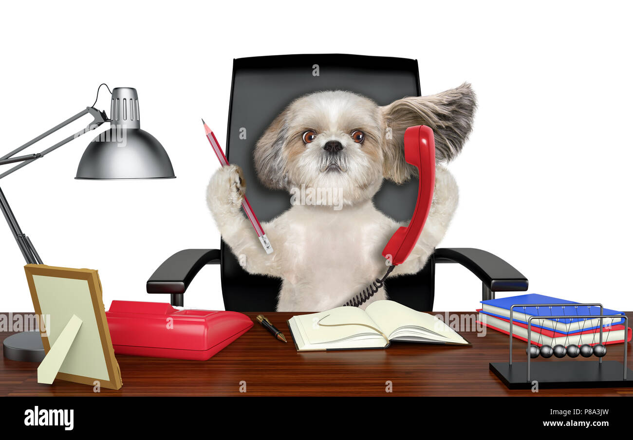 Cute shitzu dog sitting on leather chair with telephone and pencil. Isolated on white Stock Photo