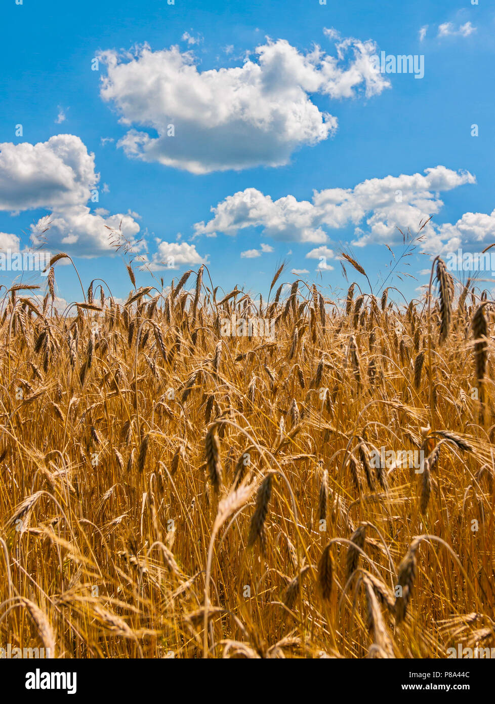 golden ears of ripe wheat on a background of blue sky with fluffy ...