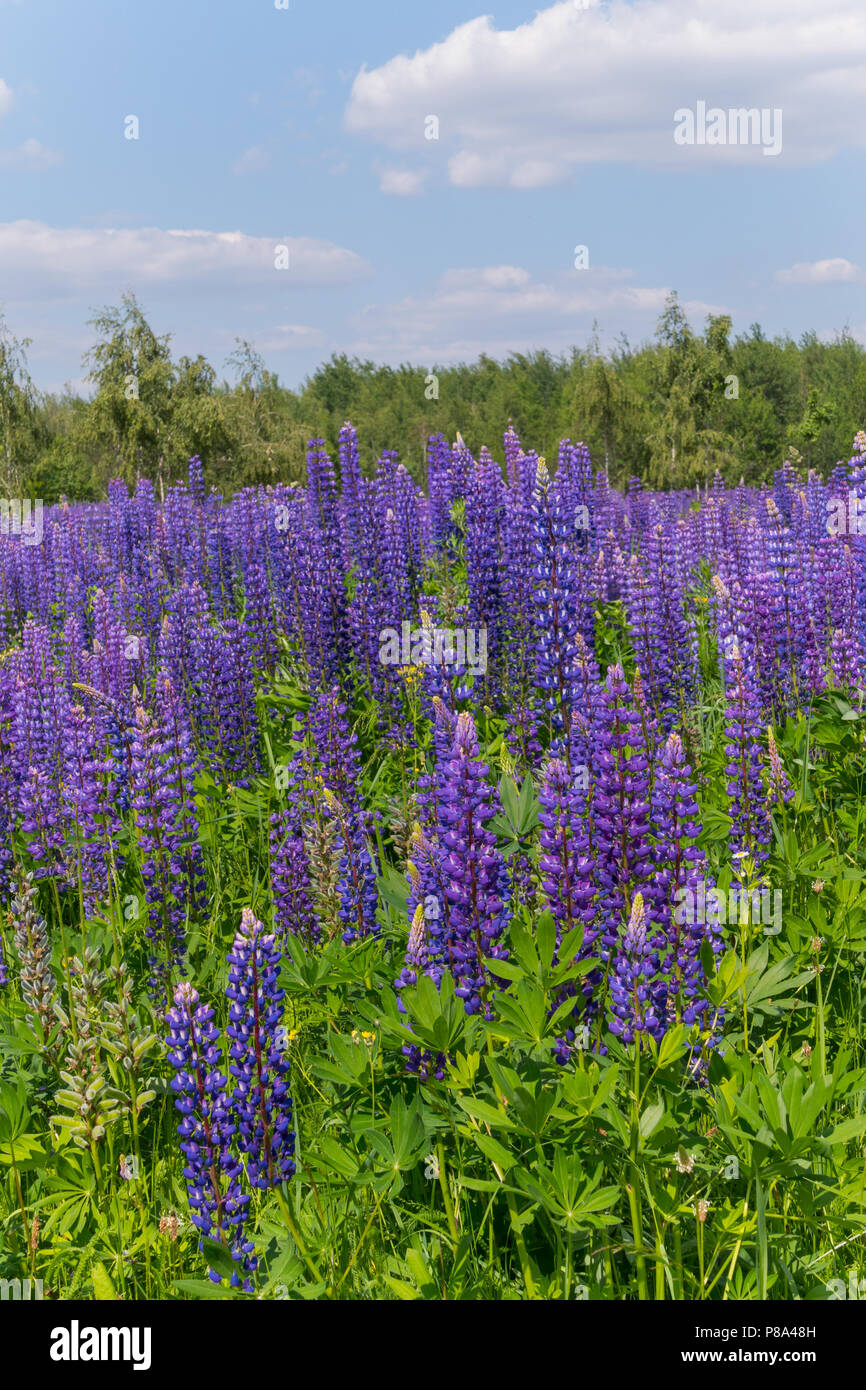 Steppe Flowers High Resolution Stock Photography And Images Alamy