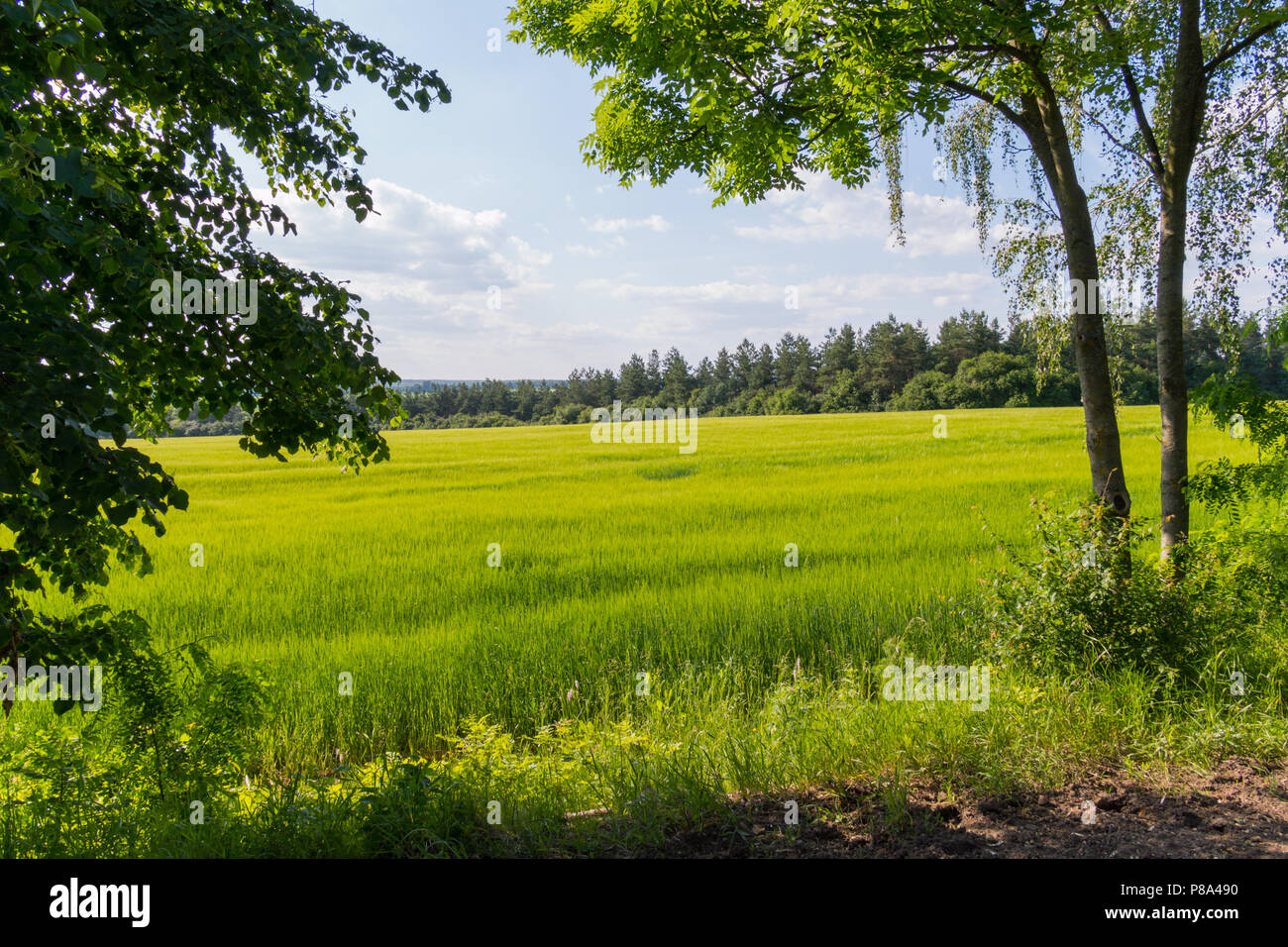 bright greenery on the field lit by a clear sun among tree planting . For your design Stock Photo