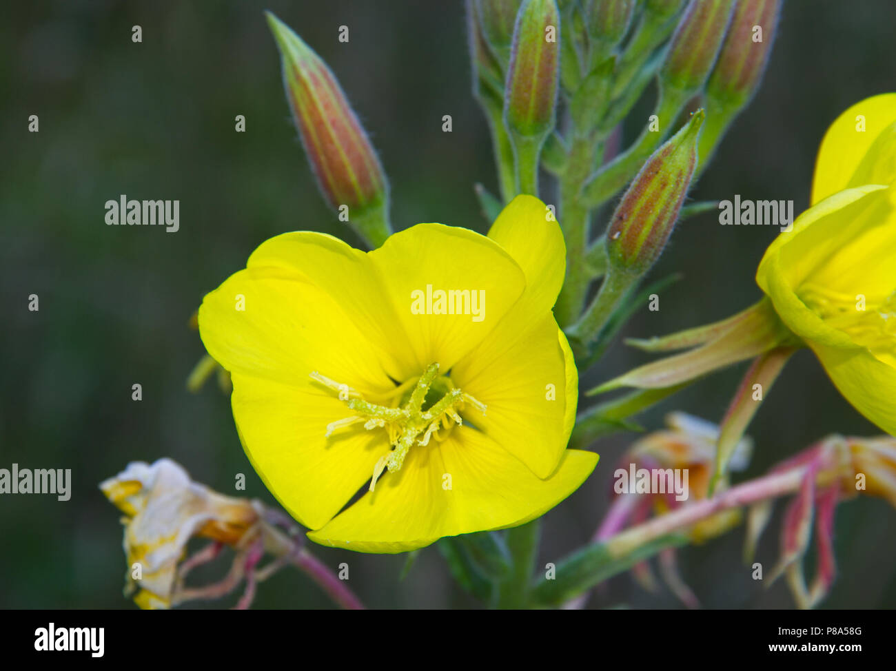 Close-up of the flower of Evening primrose, also known as Common evening-primrose and Evening star Stock Photo