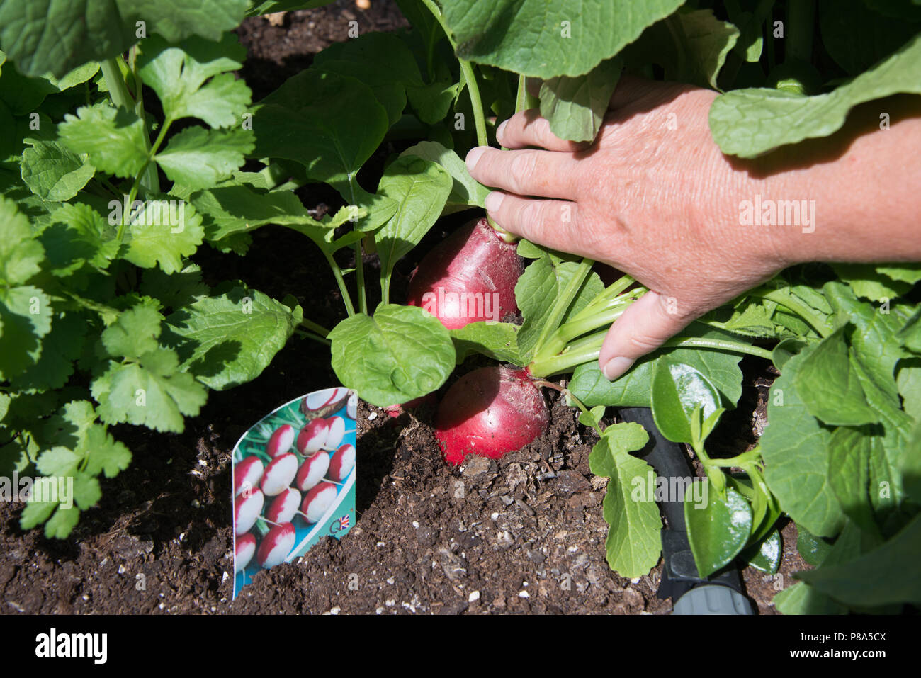 Growing large healthy radishes in the UK Stock Photo Alamy