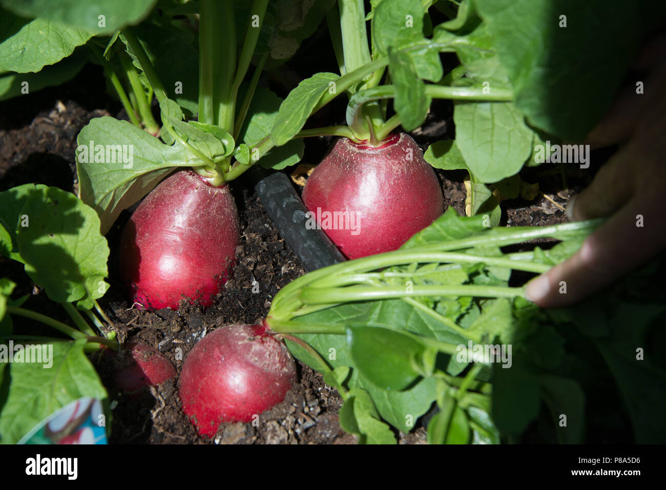 Growing large healthy radishes in the UK Stock Photo Alamy