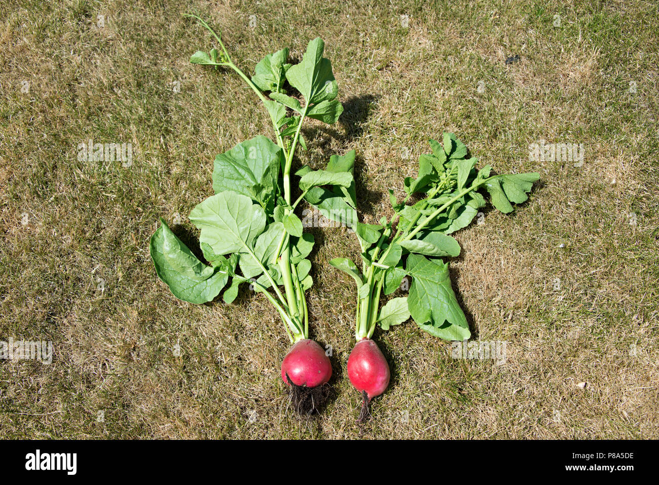 Giant radish hires stock photography and images Alamy