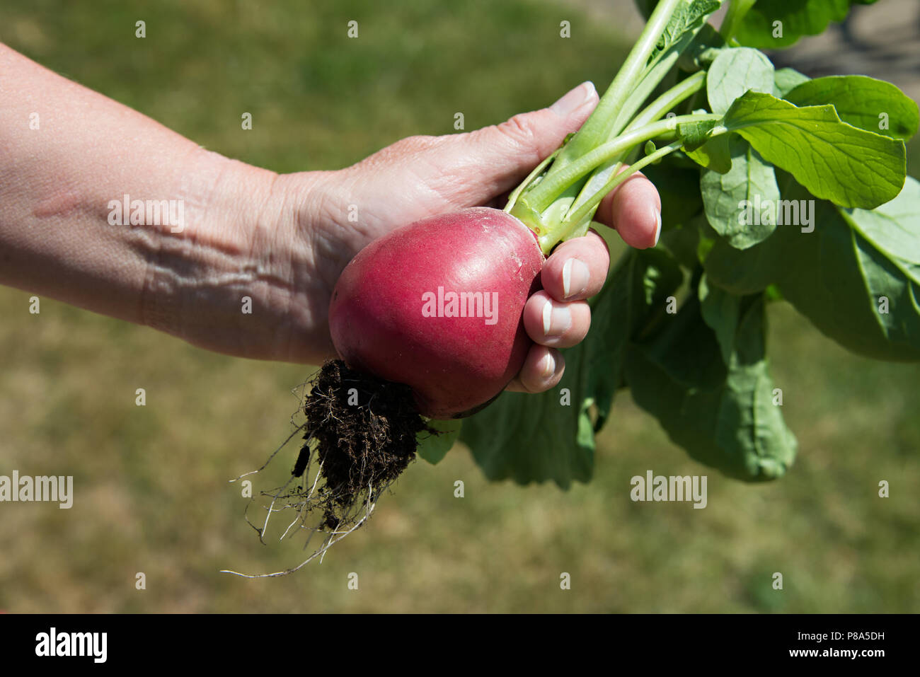 Growing large healthy radishes in the UK Stock Photo Alamy