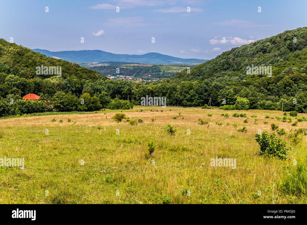 a green meadow between two wooded mountains near the Transcarpathian village . For your design Stock Photo