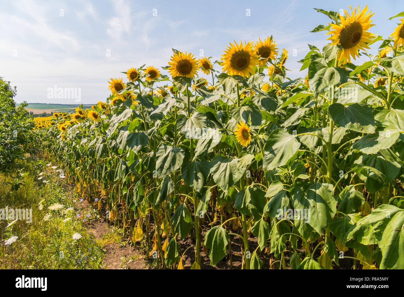 field of yellow sunflowers under a clear blue sky . For your design ...