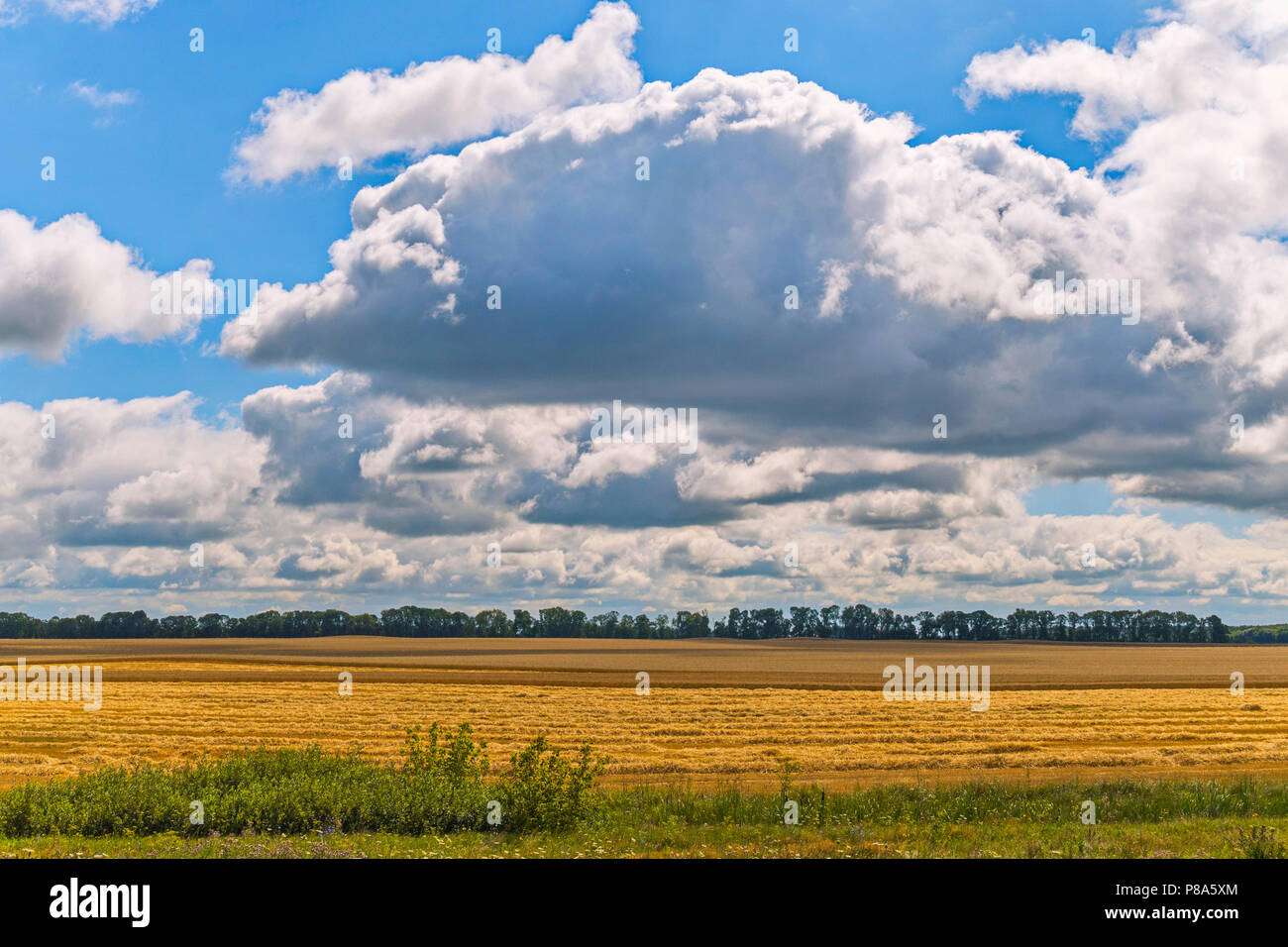 golden ripe wheat on a field under a blue sky with curly white clouds ...