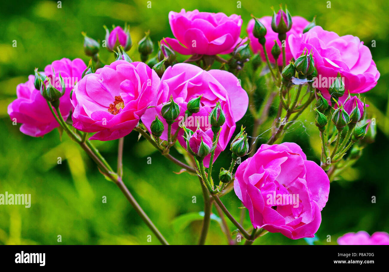beautiful buds of tender pink tea rose against the background of green ...