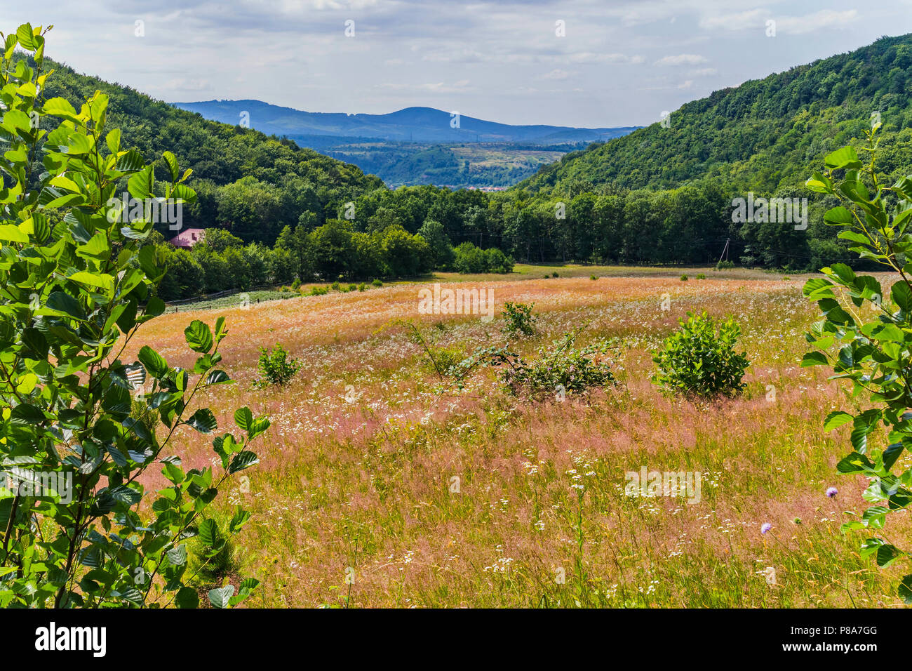Very small wildflowers hi-res stock photography and images - Alamy