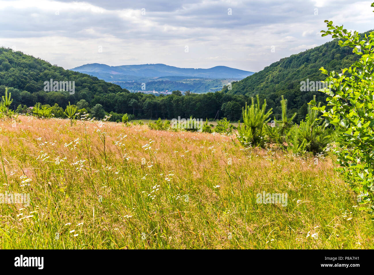 field of feather grass and young fir-trees on the background of ...
