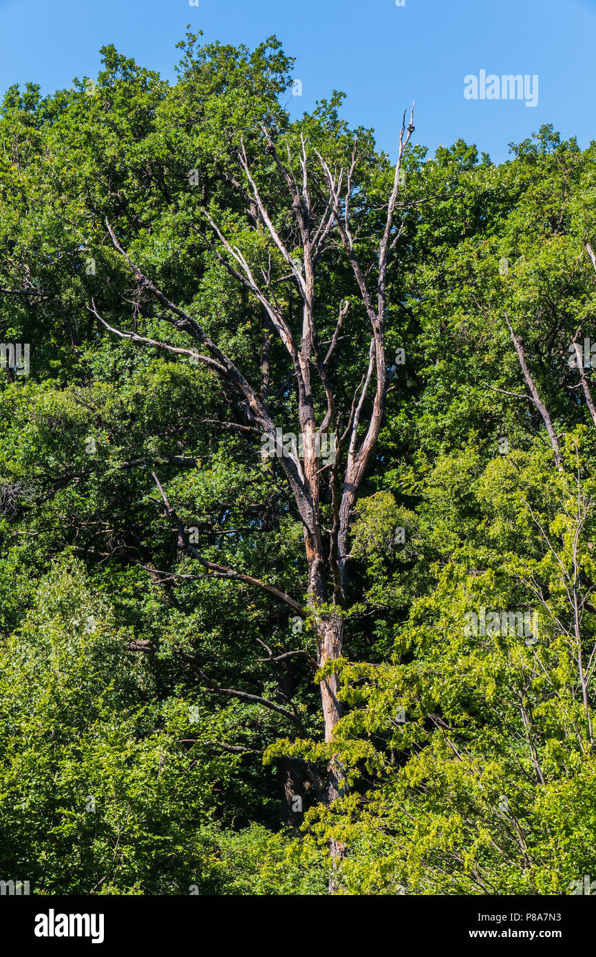 Tall Huge Stem High Resolution Stock Photography and Images - Alamy