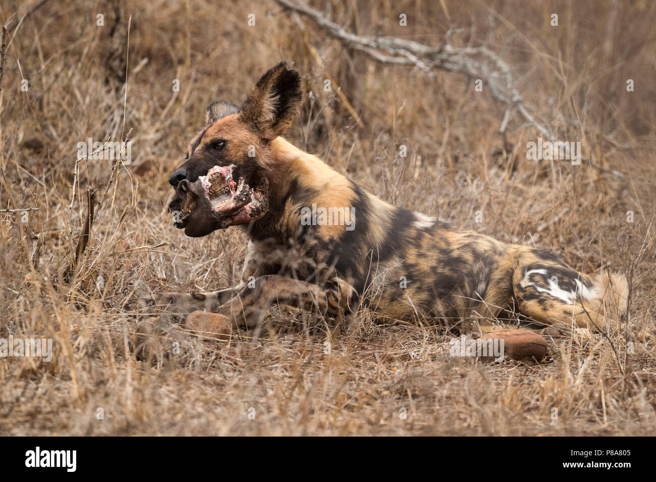 African wild dog (Lycaon pictus) with remains of warthog kill, Zimanga private game reserve, KwaZulu-Natal, South Africa Stock Photo