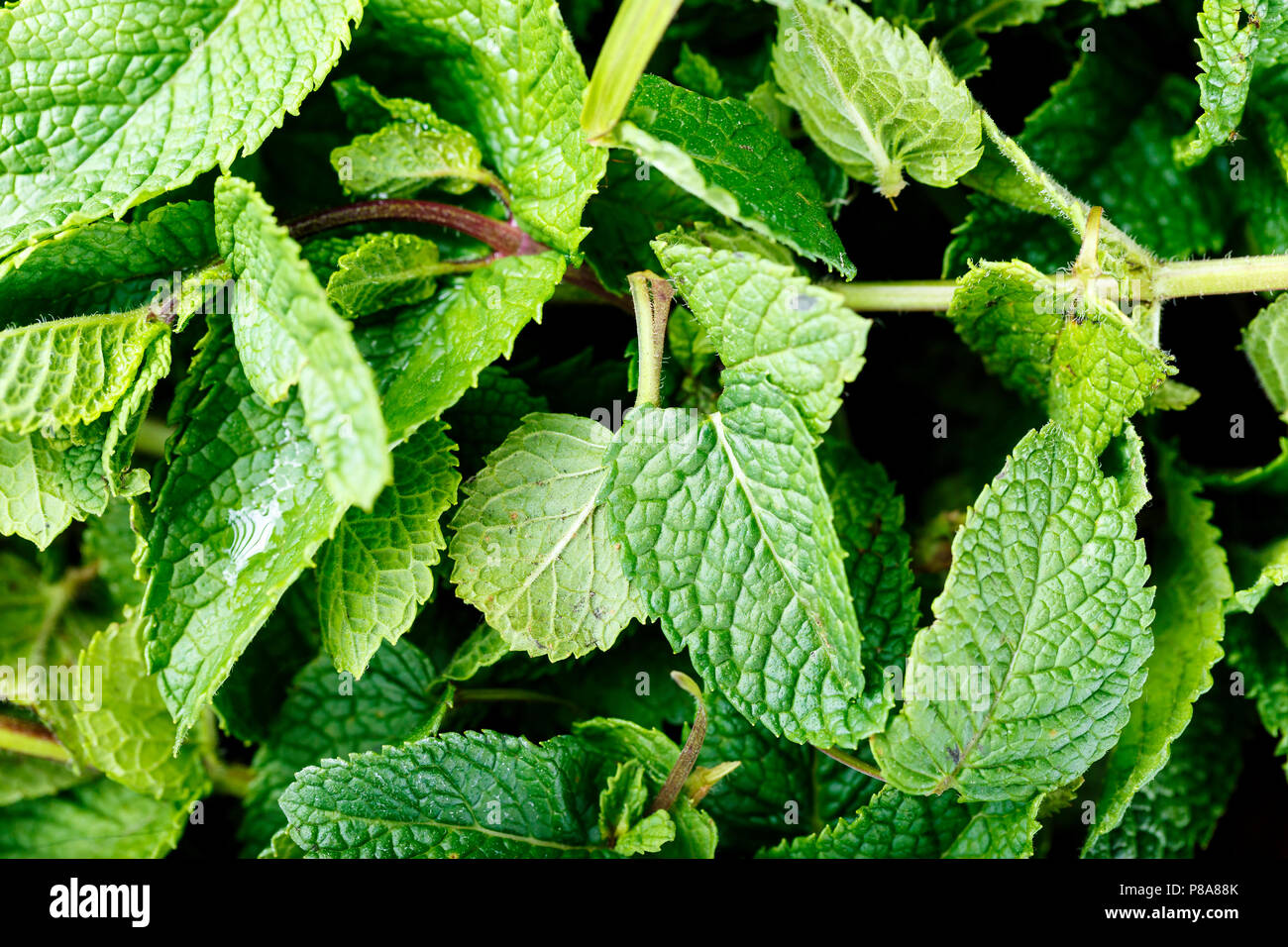 Kitchen mint. Fresh mint leaf background closeup. Stock Photo