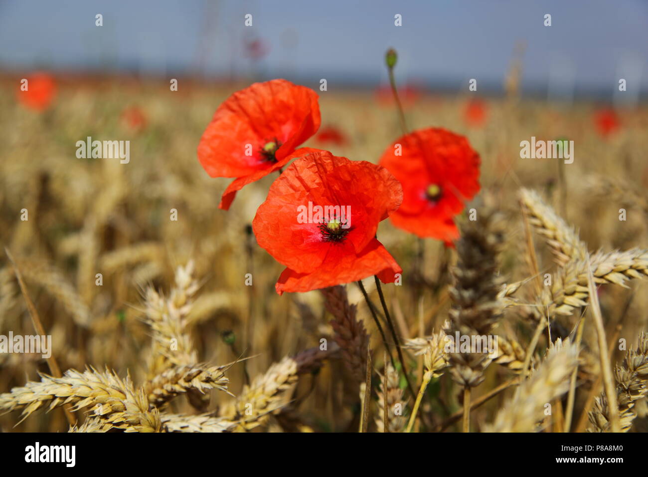 poppies in flanders field Stock Photo