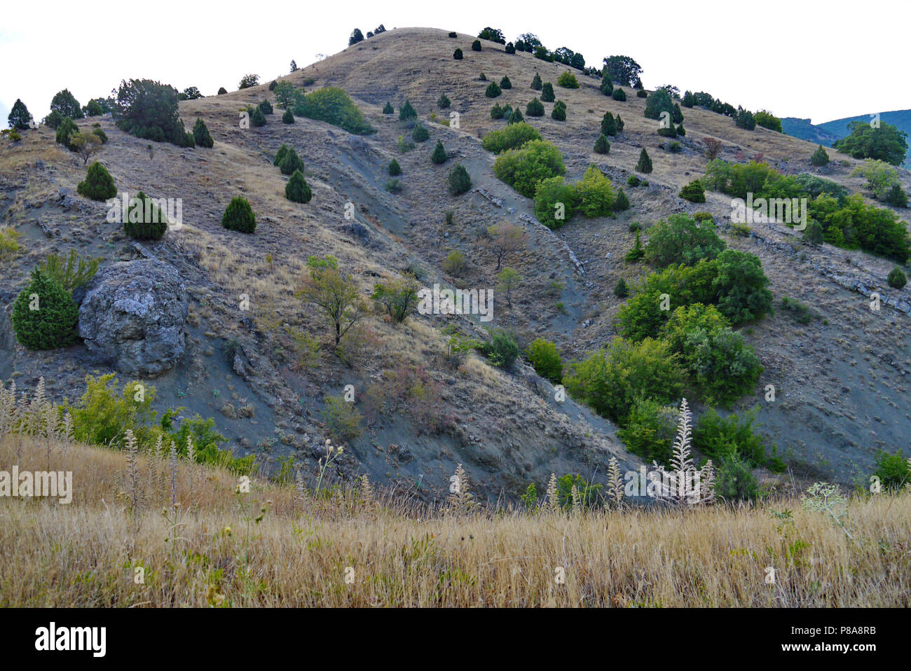 Lush green mountainside trees hi-res stock photography and images - Alamy