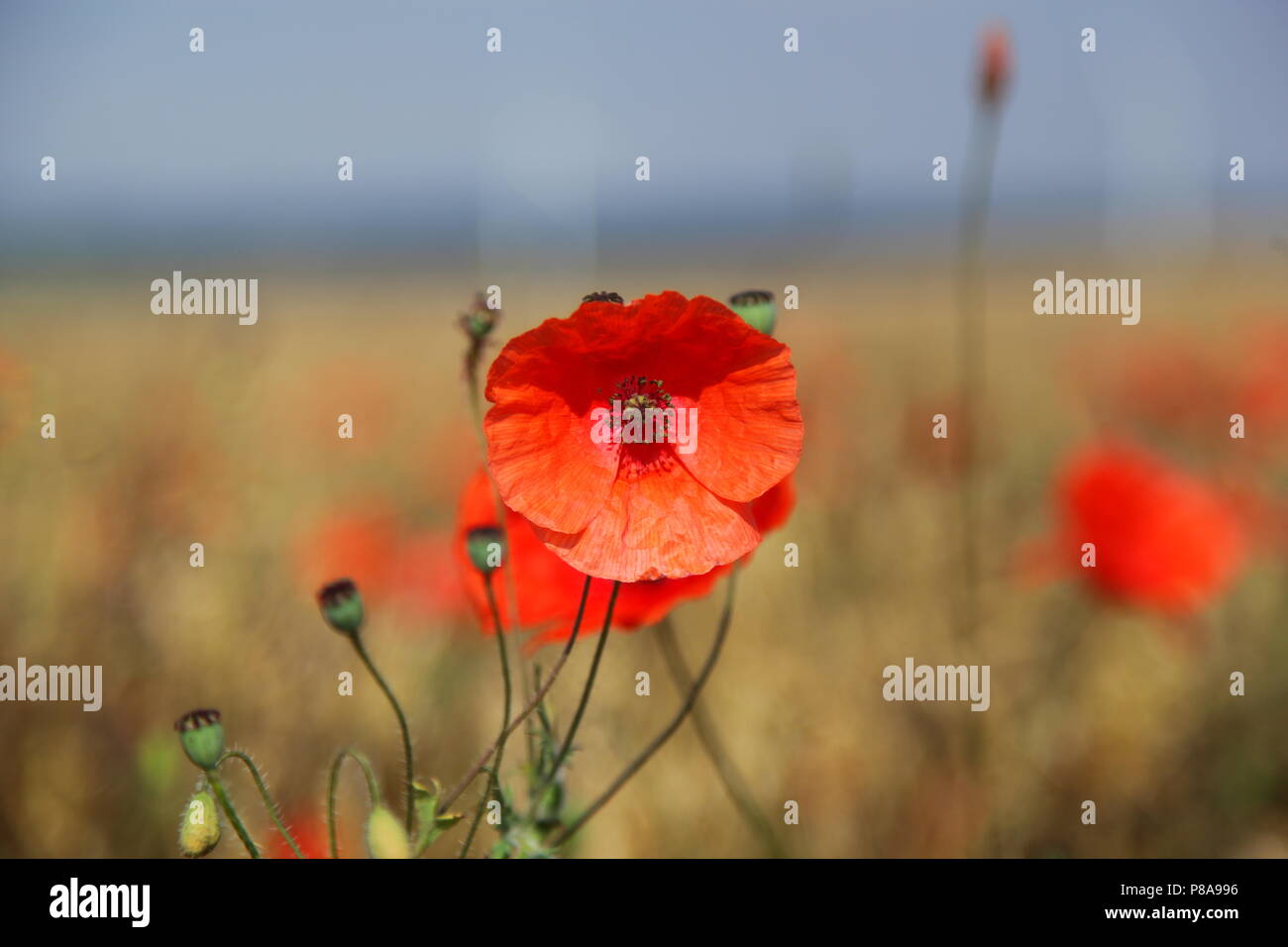 poppies in flanders field Stock Photo
