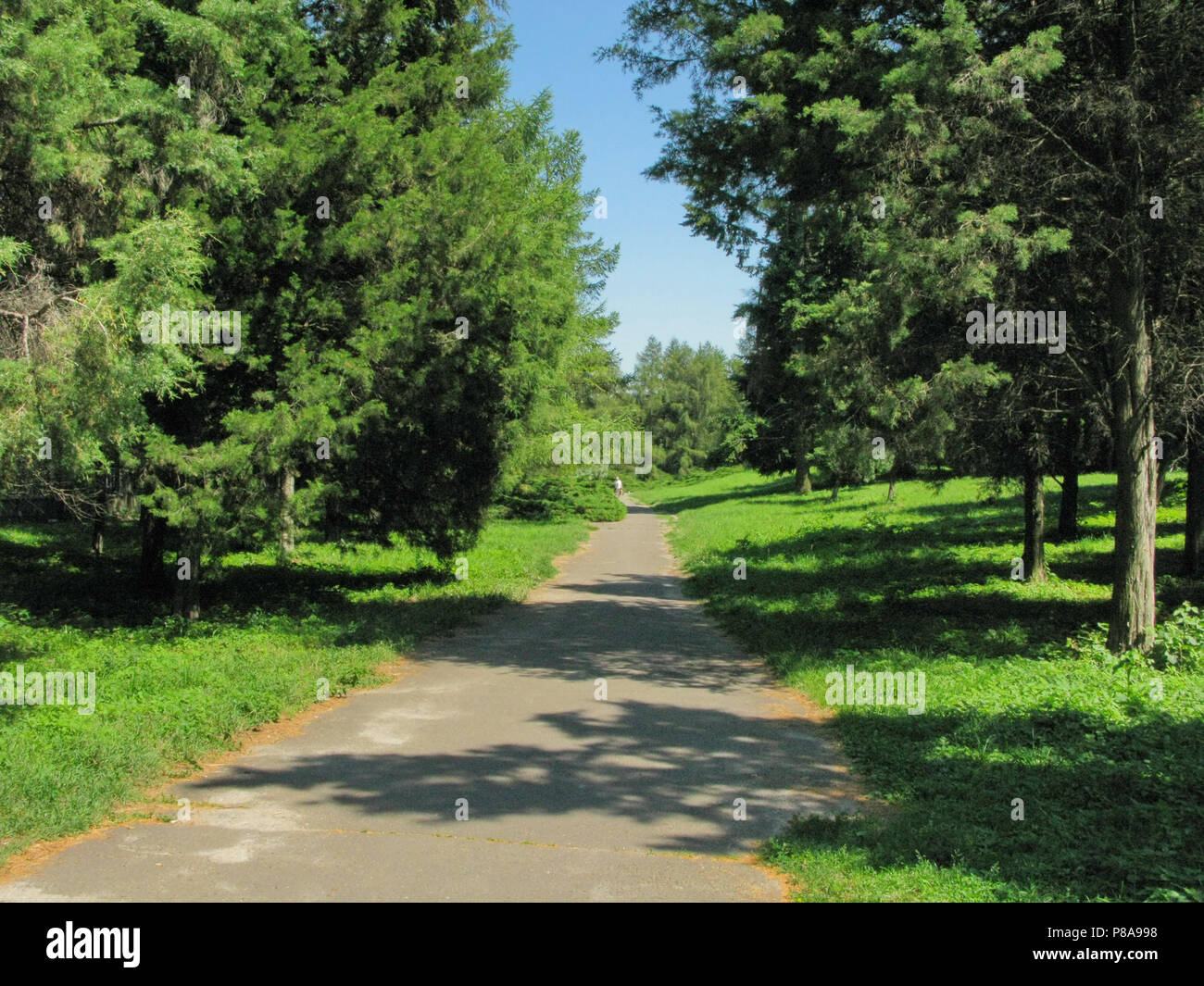 A small path among tall trees and green, lush grass. I wonder where she leads . For your design Stock Photo
