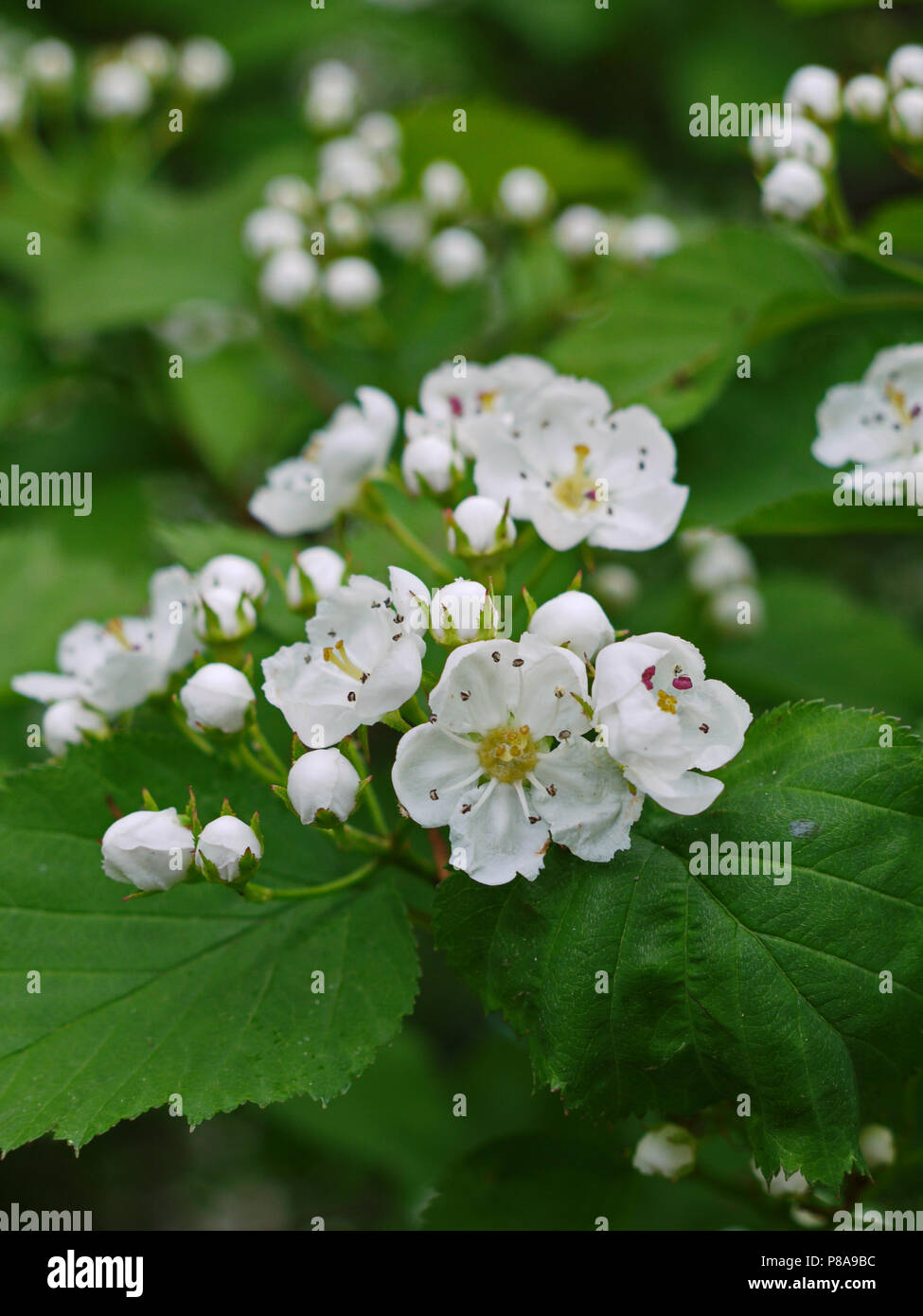 Beautiful blossoming white buds of flowers on a background of green foliage. . For your design Stock Photo