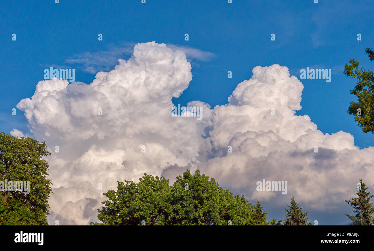 Lush green treetops against a light blue sky with massive white clouds ...