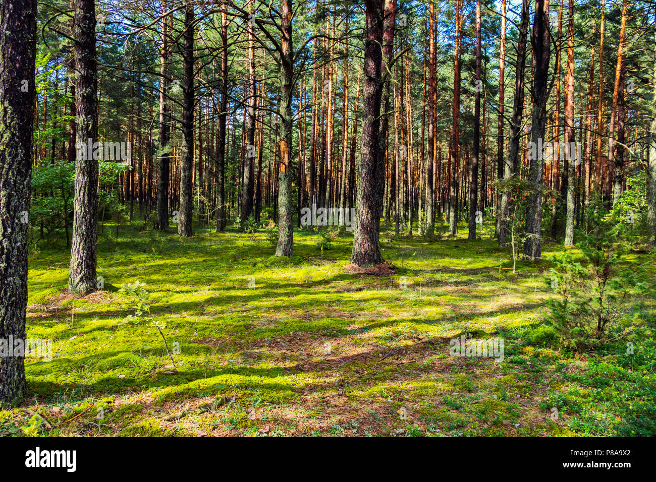 Green forest glade against the backdrop of a huge pine in the rays of a ...