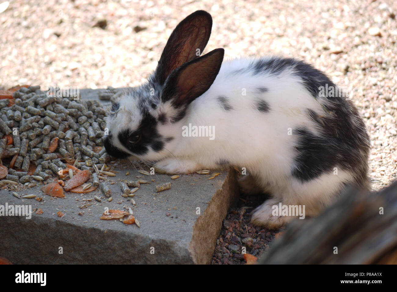 Lovely white with black spots rabbit pricked up ears and gingerly eats food glancing around. . For your design Stock Photo