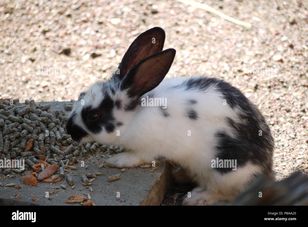 Specaled Rabbit A white rabbit in black specks is a concentrated food . For your design ...