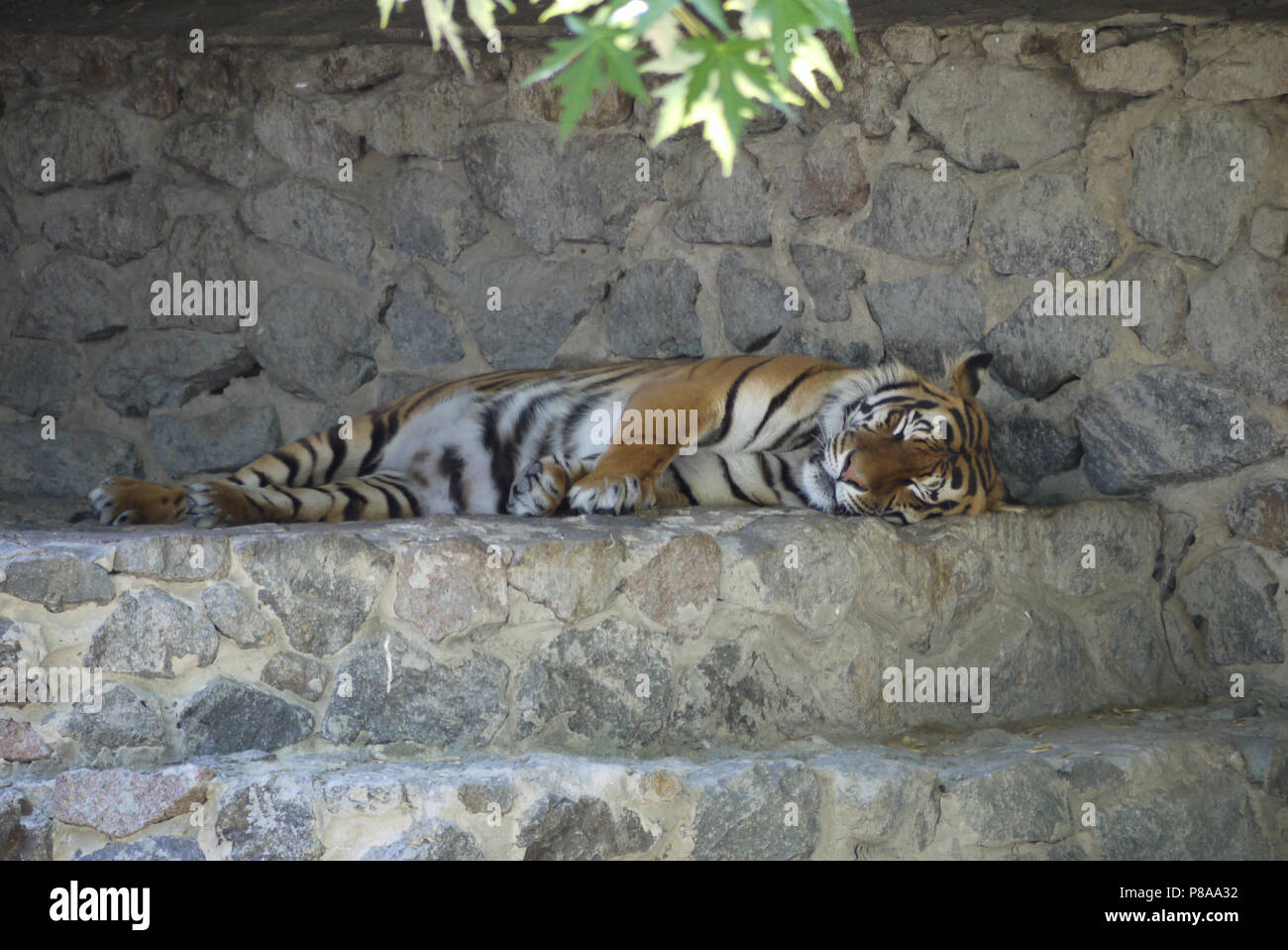 the dream of a carnivorous striped tiger beast on a rocky outing at the zoo . For your design Stock Photo